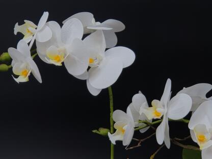 Längliches Orchideengesteck in Keramik – Bild 4