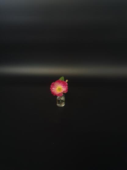Rosa Mohnblüte im künstlichen Wasser. – Bild 2