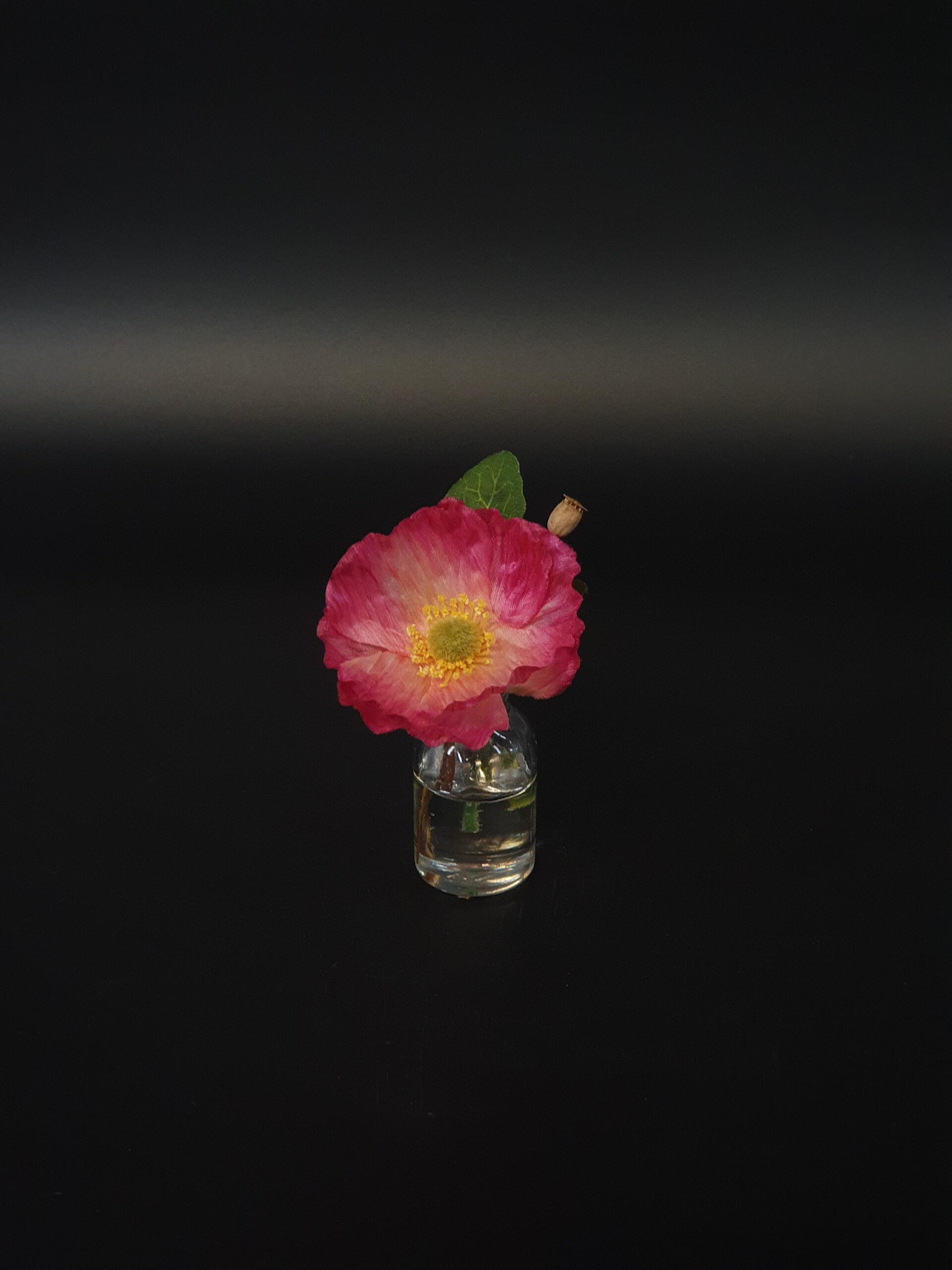 Rosa Mohnblüte im künstlichen Wasser.