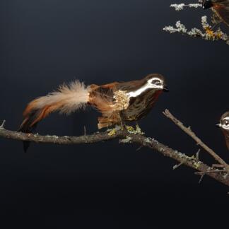 Christbaumschmuck Vogel aus Glas